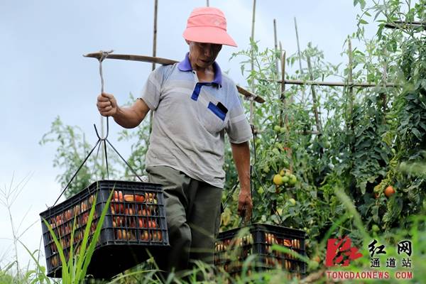 尚引|通道：激活高山资源 打通致富新路