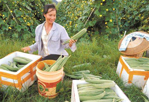 唐李晗|瓜果飘香富农家