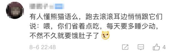 竹子只够吃到9月! 两只旅加大熊猫面临“断粮”危机，网友直呼心疼