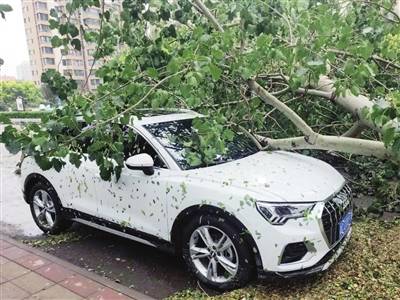 树木|行道树为何弱不禁风（图）