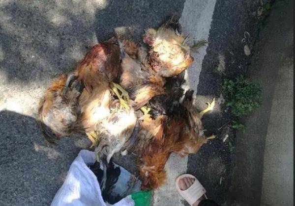 鸡毛|一夜之间16只鸡惨死，“凶手”被查！