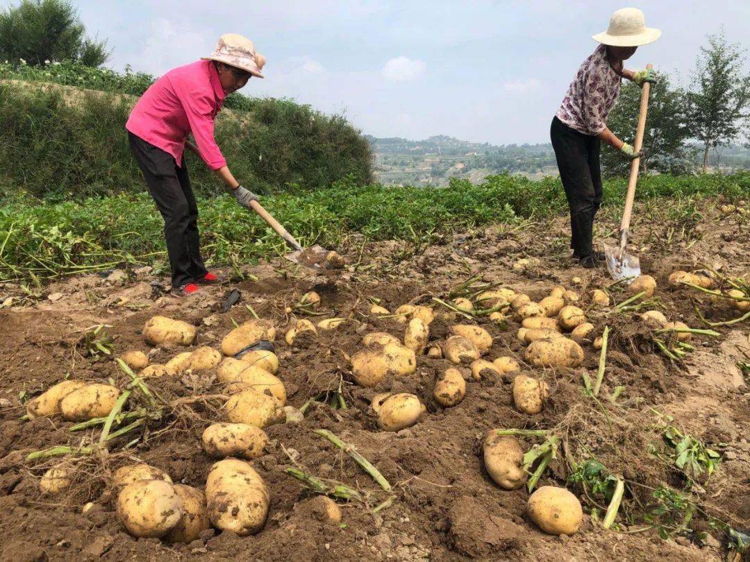 临夏县民主乡3500亩洋芋喜获丰收