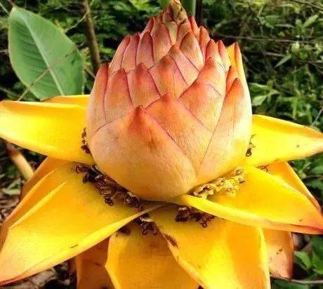 绿叶|稀世奇花今天终于开了！1500年才拍到一次！见者增福添寿！