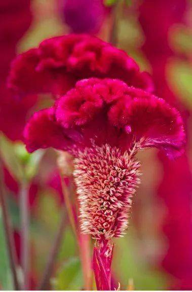 绿叶|稀世奇花今天终于开了！1500年才拍到一次！见者增福添寿！