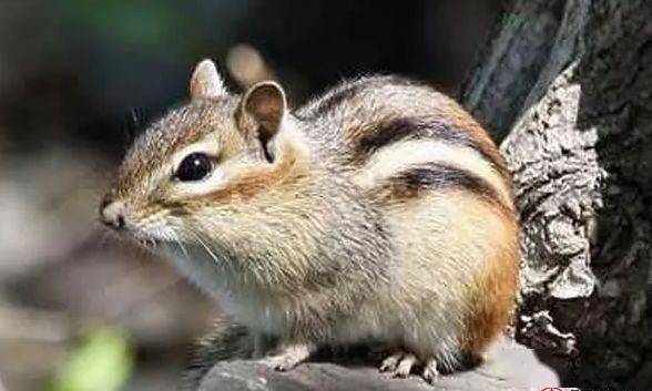 鼠是哪一年出生的今年几岁 926aab3f1e314d7facae065740f58b2c.jpeg