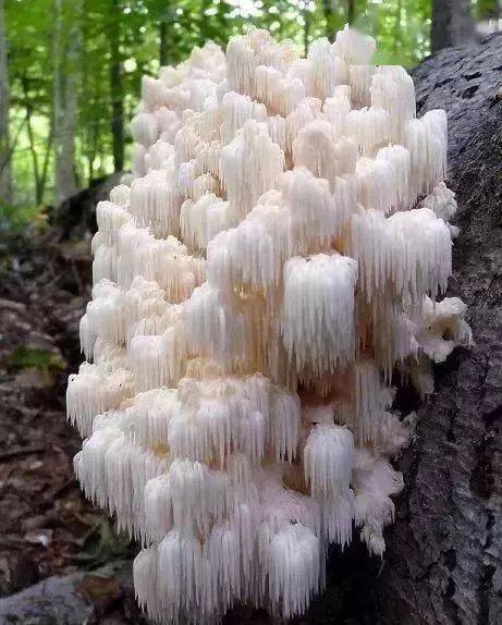 绿叶|稀世奇花今天终于开了！1500年才拍到一次！见者增福添寿！