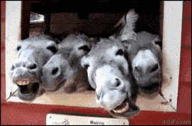 搞笑gif:大师啊,你这是要带妹纸去哪啊