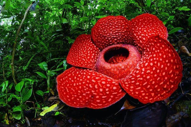 世界最大的单个花朵穿行在东南亚加里曼丹岛(婆罗洲)或苏门答腊等地的