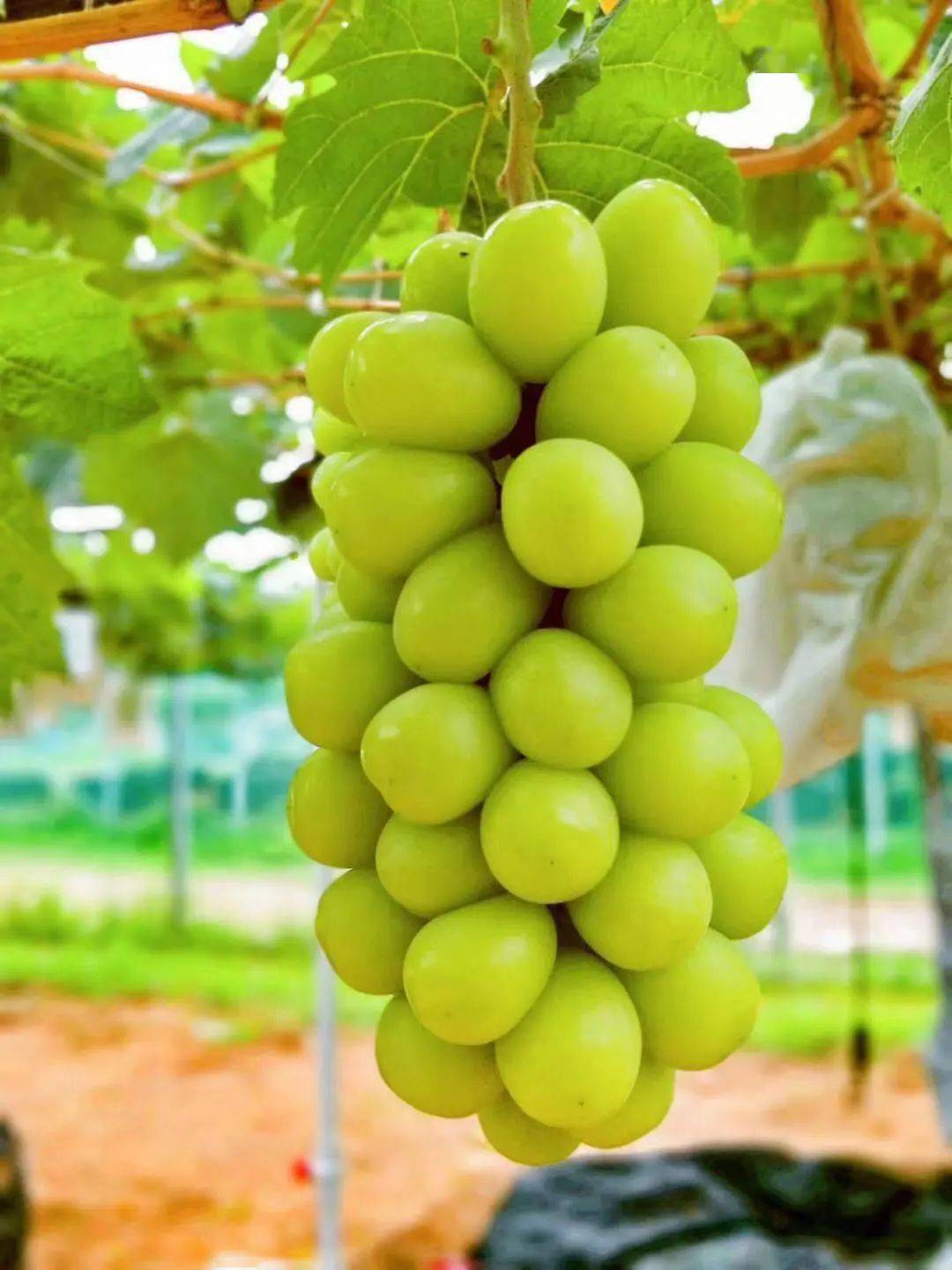 8月16日开园!阳光玫瑰葡萄现代农业产业园葡萄成熟