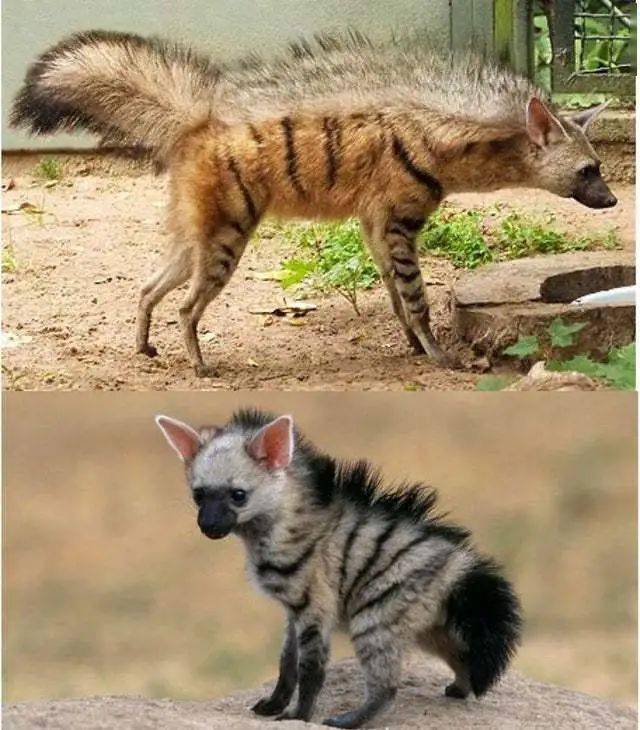 树上小蚂蚁 b6130d06b8914deeafddf18949d94c53.jpeg