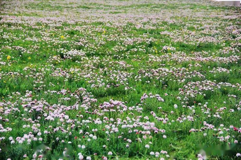 【单眼睛】狼毒花:草原上最美的花海