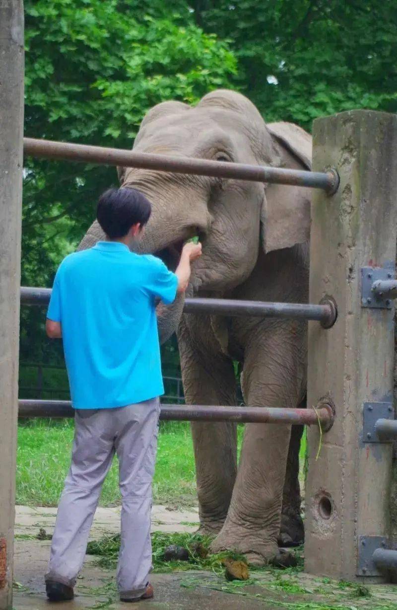 今天是它们的节日!上海动物园的大象们憨态真可爱