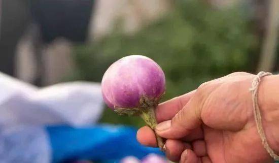 热带雨林|还好吃!【逛吃】西双版纳不仅美