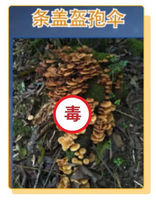 杨维涵|云南人吃菌等级考试