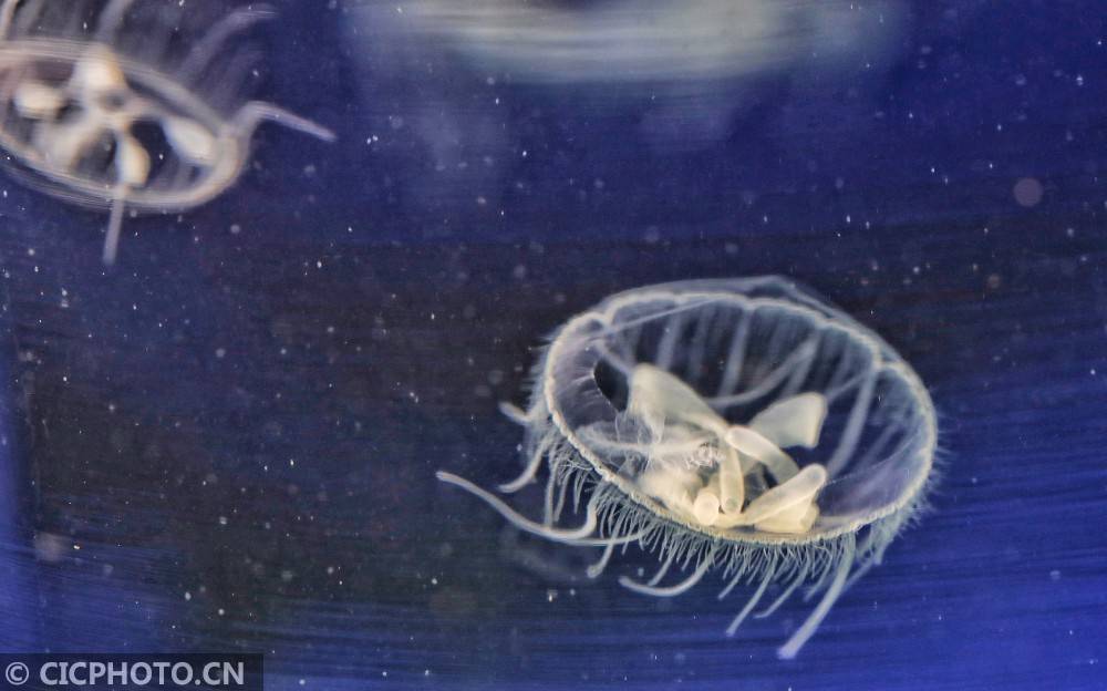 索氏|江西莲花：索氏桃花水母现山塘