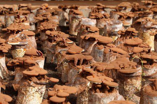 祁连山|祁连山野生菌物“卫士”暑期研究忙