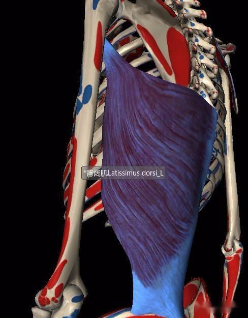 2,背阔肌边缘前方的肋骨处触痛的区域,是前锯肌的一个触发点,引起