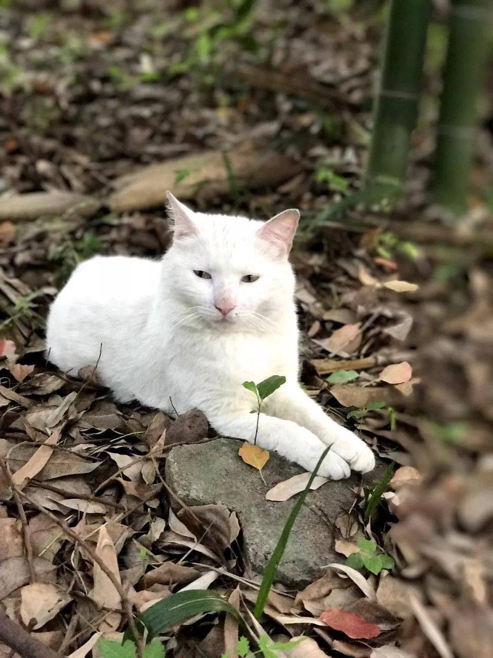 缅因猫混血有多罕见？ : r/CatAdvice, image size:960x1280