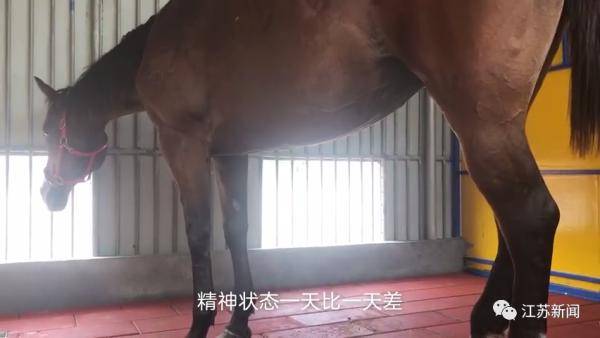 噩耗传来|3男子骑马冲进海里救起12岁男孩！半个月后，噩耗传来…