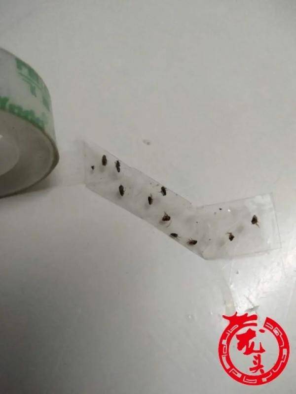 小黑|半月前飞来一种小黑虫，全楼居民都挨咬，有人一天被叮30多个包，到底哪来的？