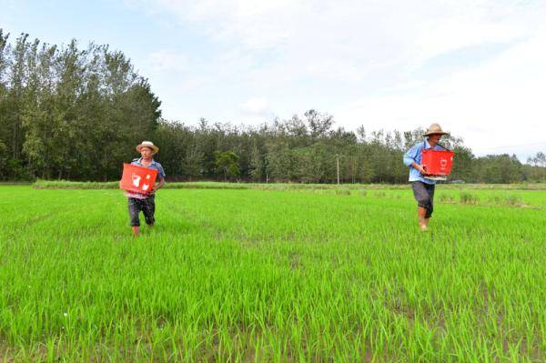 农业|巢湖：灾后农业恢复生产“水退一块、种一块”