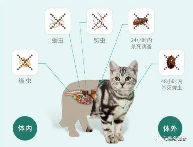 猫咪的寄生虫,都是这两大来源._驱虫