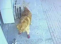 高空坠猫砸晕老人猫主人猫坠楼的时候我不在不关我的事