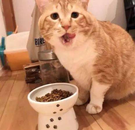 怎么自己在家给猫全身检查 0a73c81e33aa4d51a5a8b7fb93a92ca0.jpeg