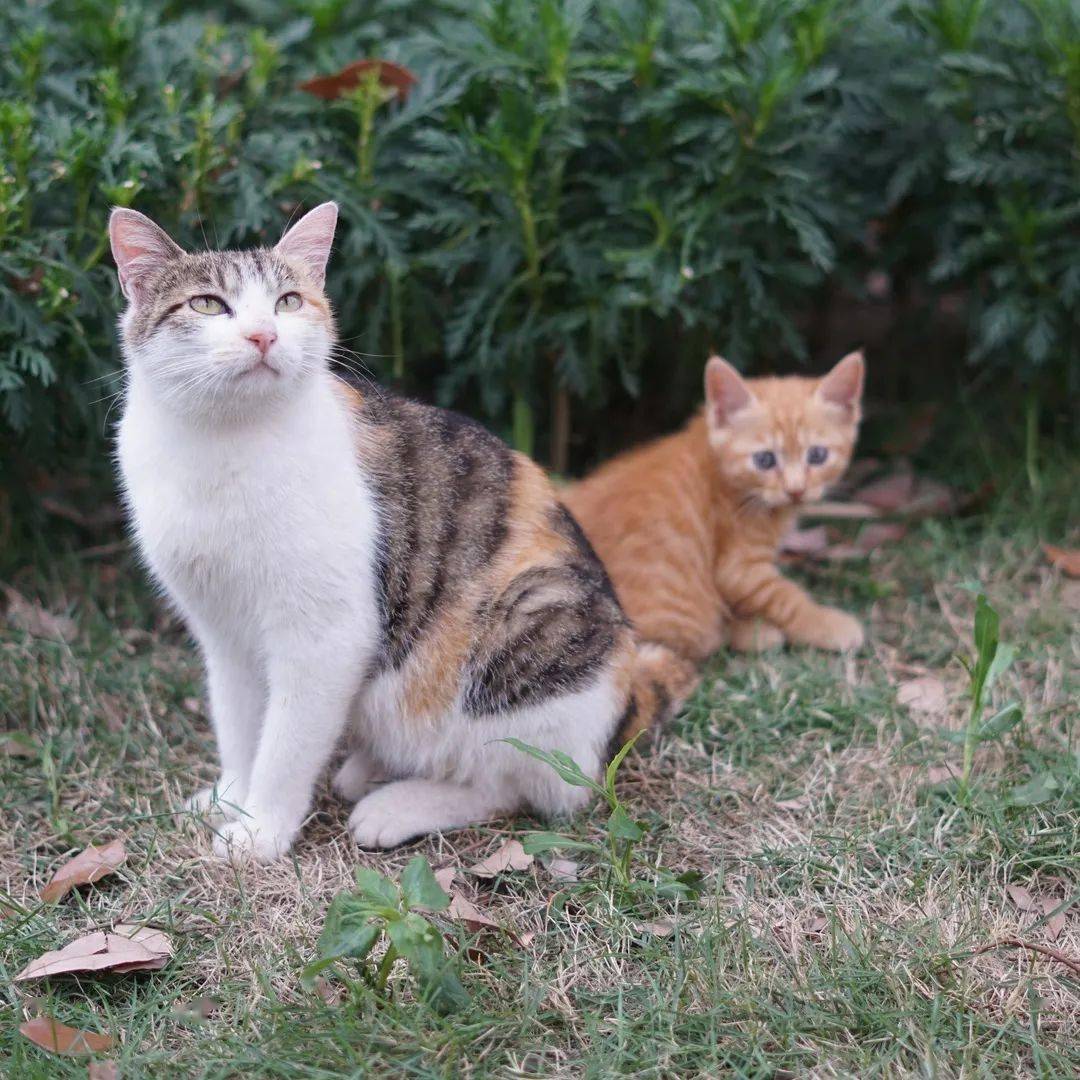 高颜值萌新,新宠小橘猫……西航君的