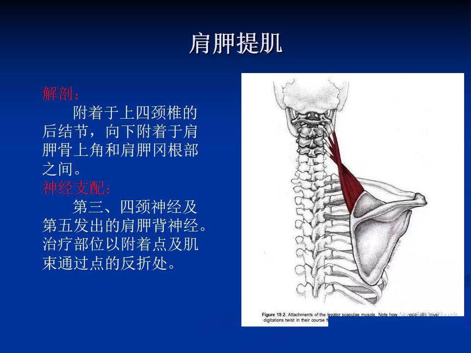 肩周炎针刀诊疗( 体表定位)