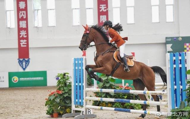 马术|全国马术场地障碍青少年锦标赛：90名骑手齐聚青城