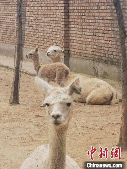 坪里|中国北方小山村的“羊驼经”