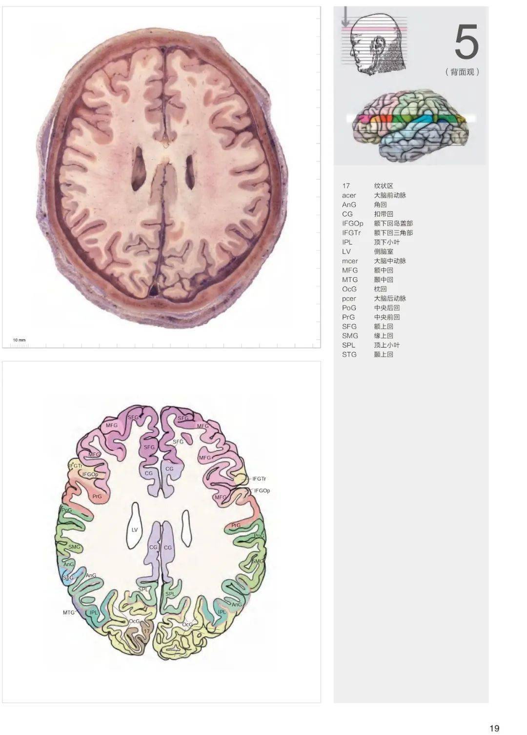 精准人脑地图国际解剖经典人脑图谱第四版火爆上市