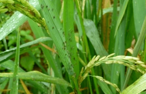 水稻高温热害及病虫害的防治建议