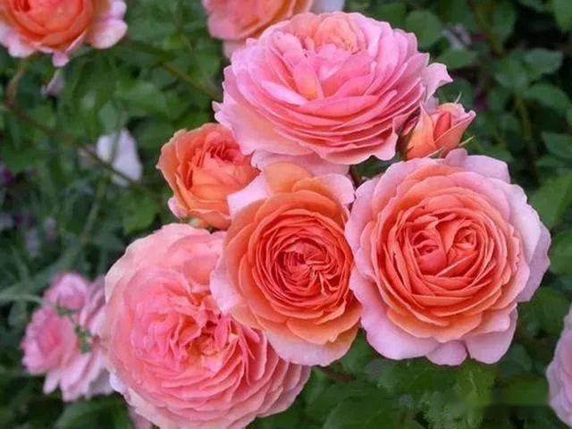 比"手掌"还大的3款月季,花色十分美艳,带有强香,阳台党必养