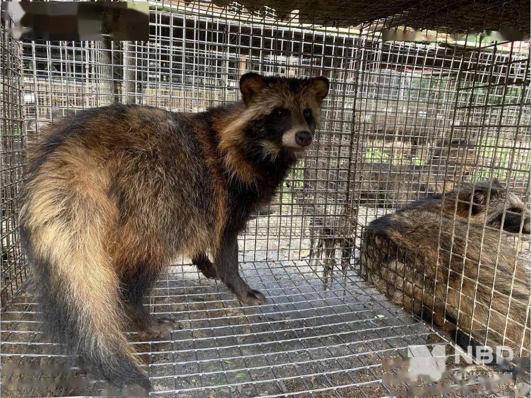 黄金|奢侈品之皮草调查丨昔日“软黄金”，如今价如“草”！