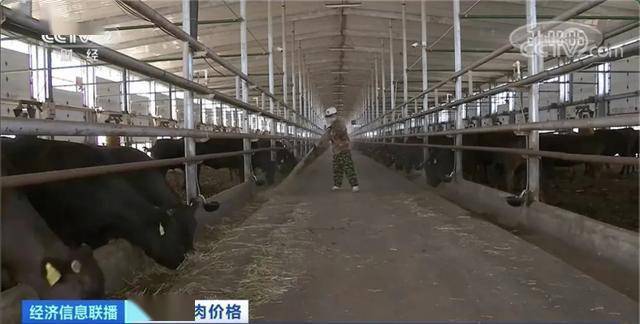 白万玉|养一头牛，纯赚5000元！牛肉价格连涨9周，达历史高位！还会再涨吗？