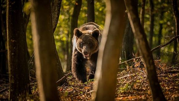 袭击|地方新闻精选 | 青海5名枸杞采摘工人遭3只棕熊袭击 广东被狗绳绊倒身亡老人已出殡