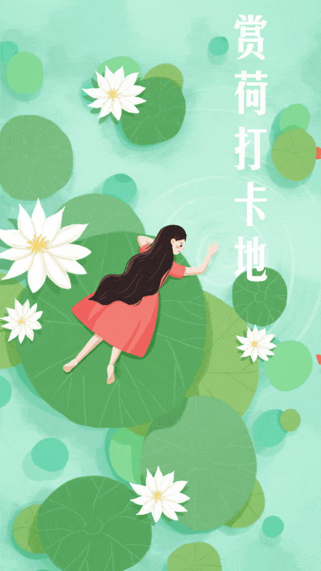 心似莲花开,夏日赏荷,美醉了!_荷花