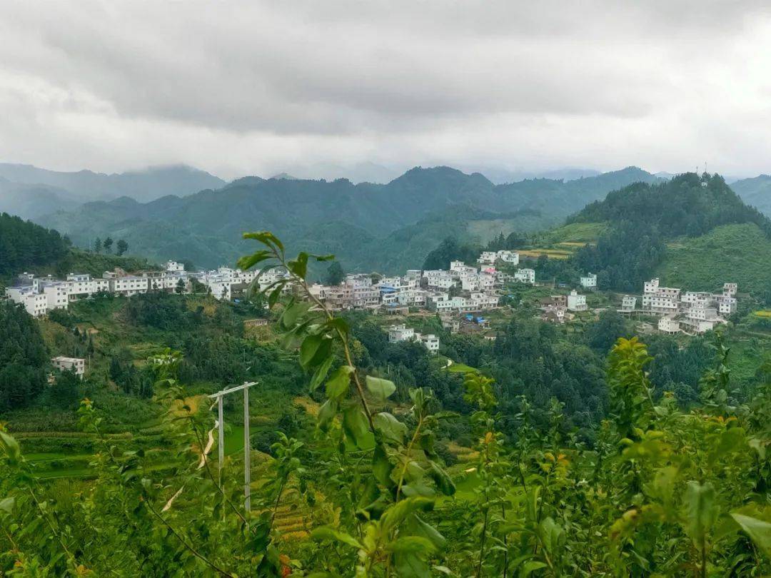 三堡村:抱团发展珍珠李 共同致富奔小康