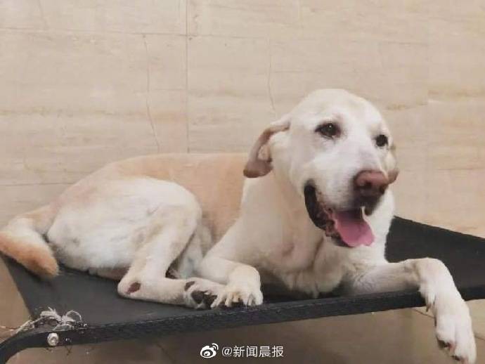 新家|退役导盲犬苦守4年找到新家