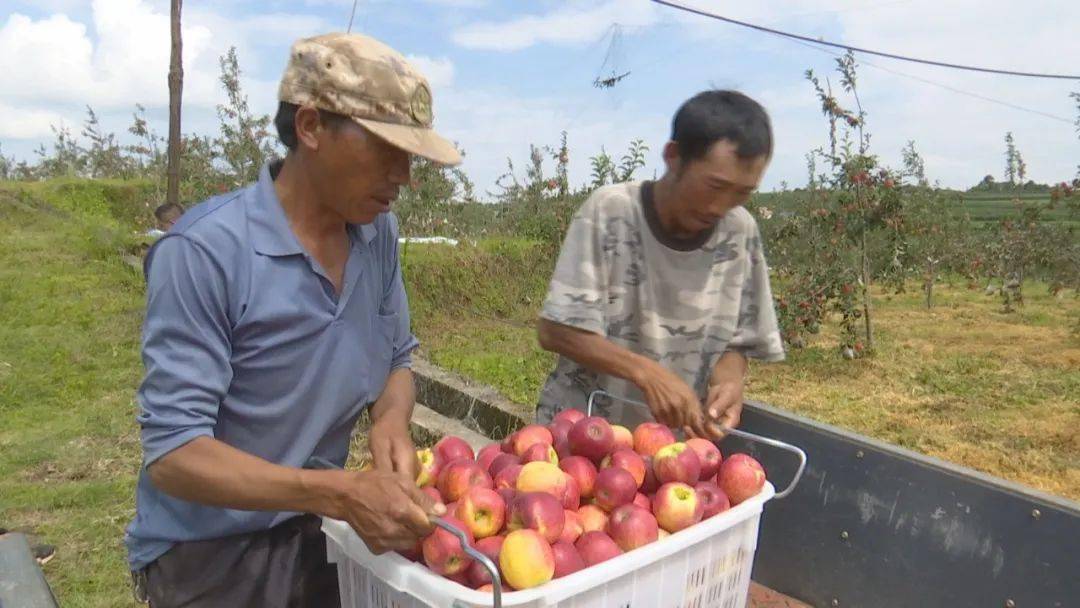 禄丰高峰乡苹果丰收日子甜