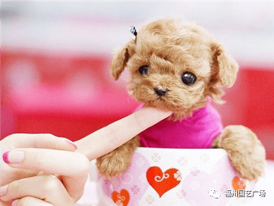 礼物|你的七夕情人节礼物准备好了吗