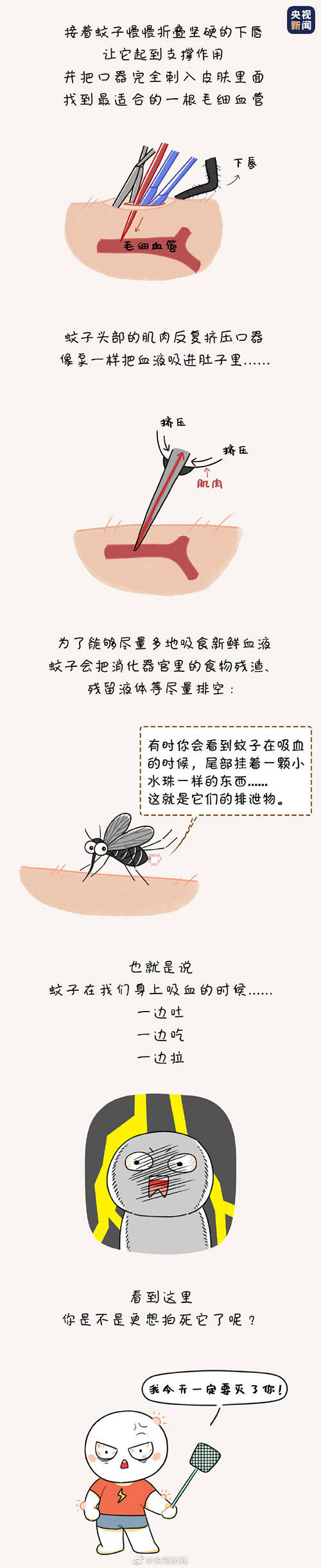拷问|灵魂的拷问！为什么蚊子总能悄咪咪叮人？