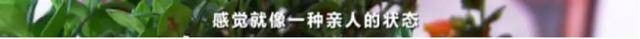每粒|880元的微商减肥产品含禁药 每粒成本只有七八毛钱