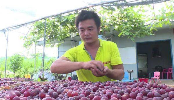 河口镇中湾村:特色水果大量成熟 等您来尝