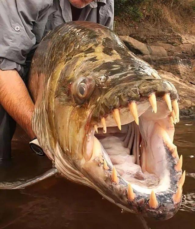 要是被咬一口就完了瞧这大鱼牙齿才需要这么大的蚯蚓这得钓多大的鱼