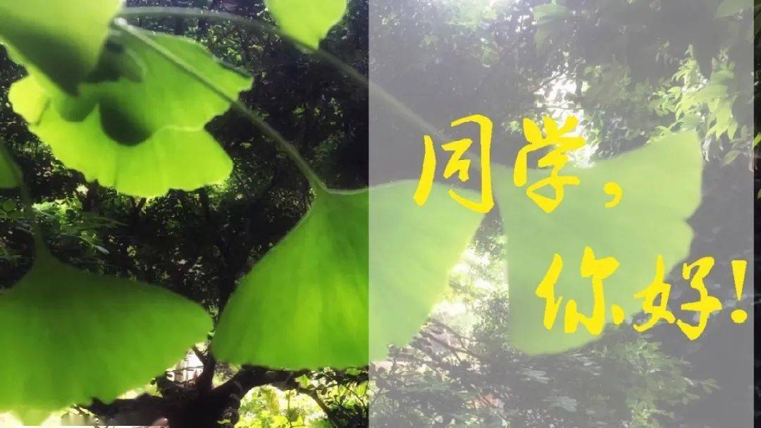 初见倾新很高兴遇见你吴淞中学2023届新生报到