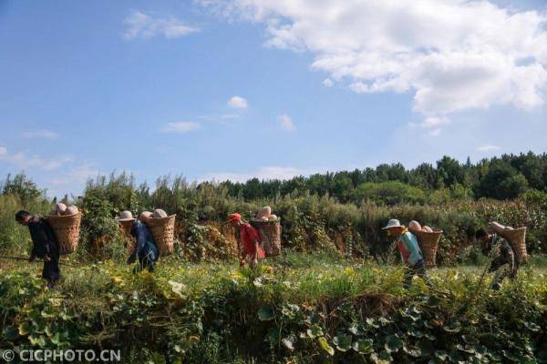 黔西|贵州黔西：南瓜丰收农家乐