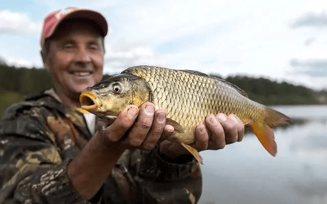 玉米粒|却是鲤鱼草鱼的最爱，看见就追着咬！这款玉米饵的做法虽然复杂